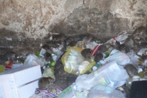 The Vision of a “Better Yerevan”