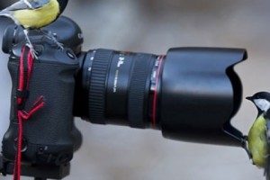«Հայաստանի վայրի թռչունները» լուսանկարչական մրցույթ