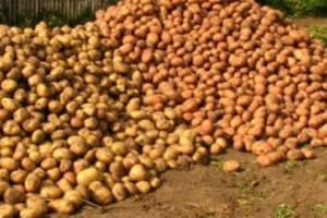 Գեղարքունիքում կարտոֆիլի «ձեռքն ընկել են կրակը»