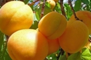 ԳՆ. 21 մթերող ընկերություն արդեն մթերել է շուրջ 10,108 տոննա ծիրան