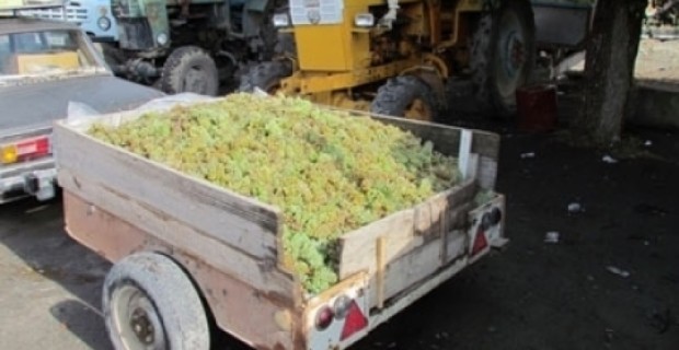 Armenia to Process 172 Tons of Grapes this Year