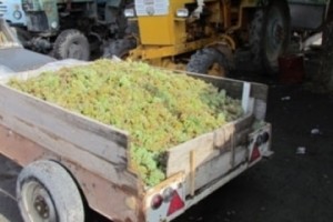 Armenia to Process 172 Tons of Grapes this Year