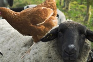 Հայաստանը հավի եւ ոչխարի արտահանող է
