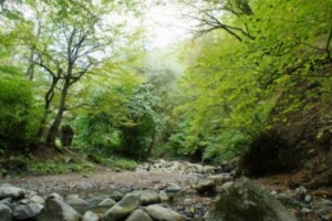 A Quiet Walk in Teghut Forest