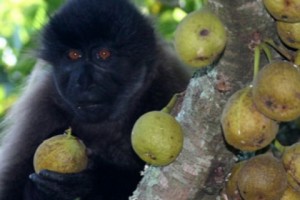 Об обезьянах, ввезенных в Армению по сомнительным документам, и неосведомленном 
Министерстве экологии РА