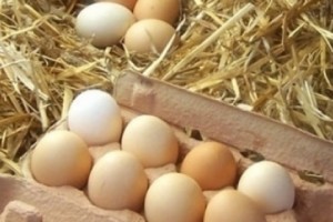 Importing Eggs a 'National Embarrassment',  Says Consumers Union Prez