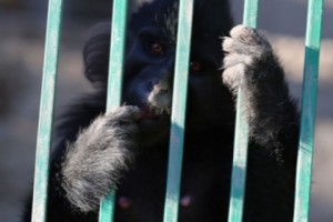 Հայաստանը` կենդանիների վաճառքի տարանցիկ երկիր. կապիկների գործով զբաղվում 
է Ինտերպոլը