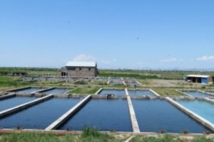Fish Farming Main Cause of Water Problems in Ararat Valley, Says Minister