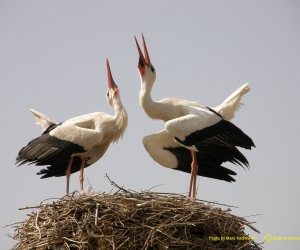 The Storks Have Left With the Promise to Return