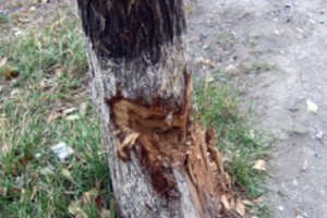 Davitashen Store Owner Attempts to Fell Last Remaining Tree
