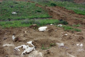 An Environmental Disaster in the Making Just Outside Yerevan