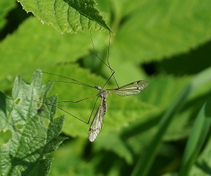 Jermuk Botched Mosquito Clean-UP Costs Taxpayers Millions