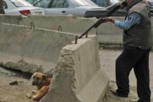 Petition Launched in Defense of Animal Rights