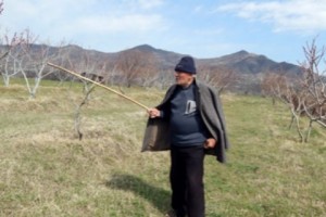 Villagers’ Lament: Recent Frost Wipes Out 60-70% of Fruit Trees in Lori
