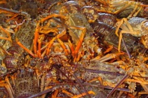 Crunchy Delicacy: Europe Loses its Taste for Armenian Crawfish