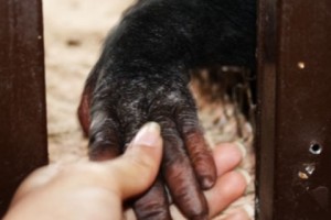 Hetq Reporter Testifies in Endangered Animals Trafficking Case