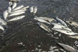 &quot;Massive Decline&quot; of Fish in Armenia's Shahvard River