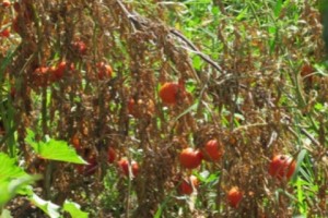 Crop Damage Control: Government Gears Up to Battle Pesky Moths
