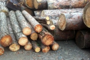 Պետական բյուջե մուտքագրվել է 3.28 մլն դրամ՝ շրջակա միջավայրի հասցված վնասի դիմաց