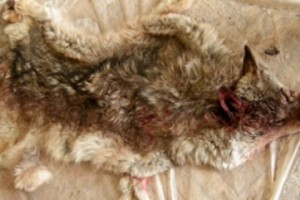 Bag a Wolf and Receive $244 Per Hide