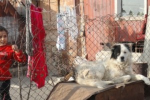 Glendale Hills Can’t Fulfill Its Obligations: Government to Pay Gyumri’s Homeless to Find their 
Own Housing