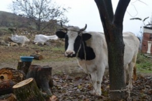 Diasporan Benefactor Maral Anjargolian Donates Cow to Khachikyan Family