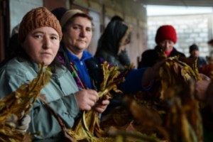 The Ups and Downs of Tobacco Farming in Artsakh; This Year’s Drought Cut into Profits