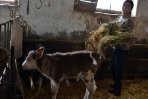 Artsakh Farmer: ‘Here you can either serve in the army or work in agriculture’