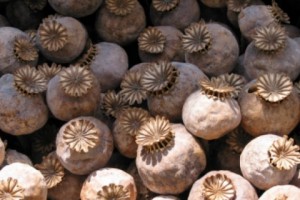 Opium Production In South-East Asia Hits New High