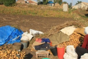 Armenia’s Potato Trade: Import from Holland, Export to Georgia