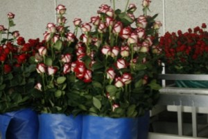Ծաղիկների բիզնես՝ նախագահի աշխատակազմի մասնակցությամբ