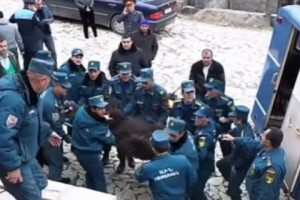 Усилия бывшего начальника полиции Цахкадзора, ошибка Следственного комитета и неизвестная 
судьба бурого медведя