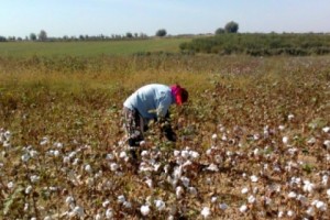 Uzbekistan: More Than A Million Forced to Harvest Cotton in 2014, says NGO
