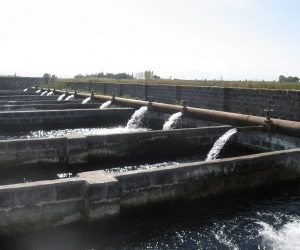 A Fishy Business: MP’s Heavy Into Hatcheries