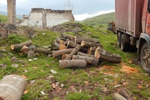 Разрешенное беззаконие: Моткорские леса вырубаются