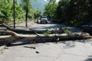 В Алаверди старые тополи падают от легкого ветра: водители обеспокоены