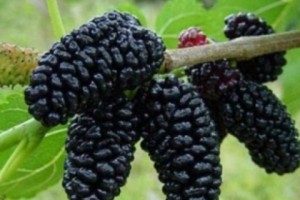 Bad Mulberries Send 25 to Hospital?