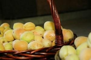 Armenia Has Exported 18,787 Tons of Apricots So Far This Year