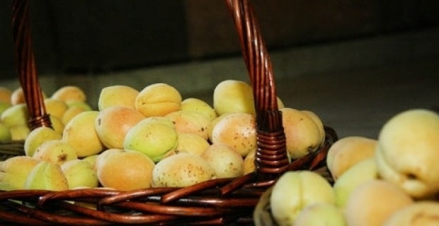 Armenia Has Exported 18,787 Tons of Apricots So Far This Year