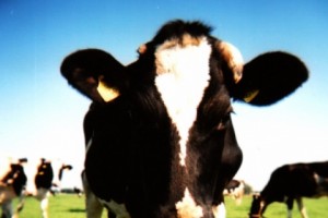 Запрещен ввоз в Армению мяса крупного рогатого скота через пропускные пункты в 
Баграташене, Бавре и Гогаване