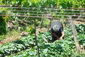 Armenia's Economic Activity Index Up 4%; Agriculture Biggest Gainer