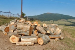 «Որ ծառը աչքներն ուտում ա, կտրում են». Ծաղկաշատի բնակիչ