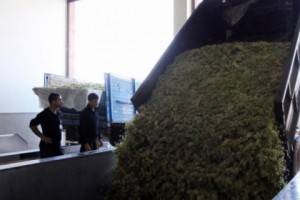 Մթերվել է շուրջ 75.000 տոննա խաղող. գյուղնախարար