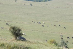 Жители Агви требуют от концерна “Мульти групп” организовать в селе публичные слушания