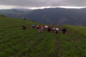 Թալինի համոզմունքը՝ սագախոտը բազմազանություն կմտցնի խոհանոցում, կկերակրի 
մարդկանց, կկանխի արտագաղթը