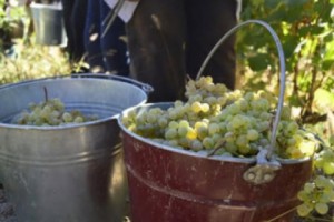 Armenia: Cradle of Winemaking