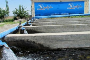 Large Fish Farm in Armenia Goes Bankrupt; Fish Farmers' Union Prez Criticizes Ministry for Sector 
Indifference