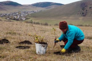 Green 2015: ATP Plants  230,000 Trees in Armenia and Artsakh