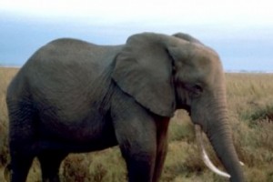 Europe Sets Prison Terms for Wildlife Trafficking
