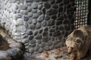 Living Outside the Law; Using Wild Animals in Armenia as Ego Boosters and Business Promoters